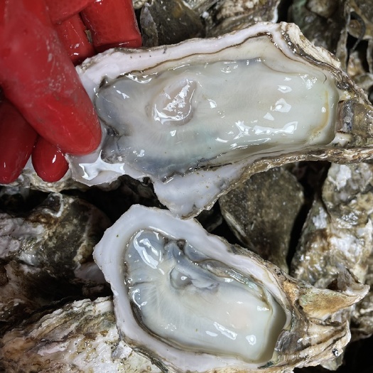 湛江珍珠蚝  湛江生蚝