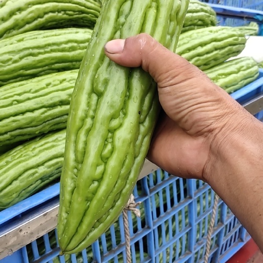 苦瓜苗  菜贩老哥指定油瓜早熟品种，鸿运8号，瓜型美观，高产，卖价高