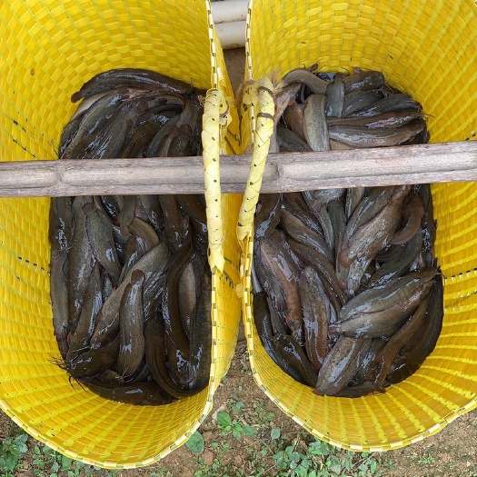 胡子鲶  精品一手三黄塘角鱼.3-6两急售