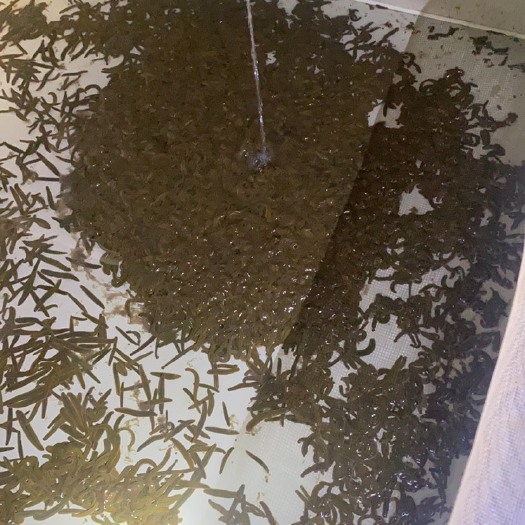 广州菲牛蛭