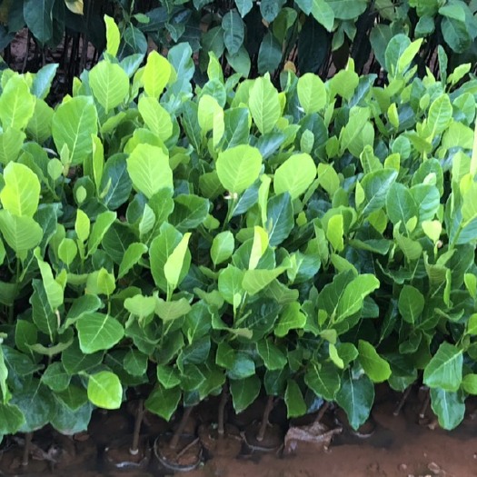 白沙县马来西亚一号菠萝蜜苗 马来西亚1号。大量现苗。一手货源