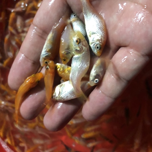 肇庆【锦鲤鱼苗】日本锦鲤、欢迎定购