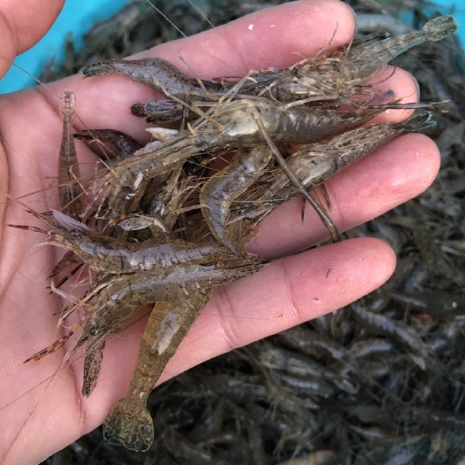 安陆市白米虾 美味可口虾