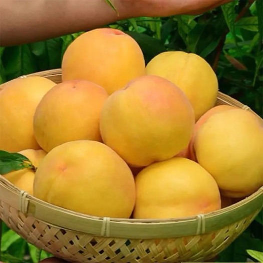 蒙阴县黄金蜜  黄毛桃