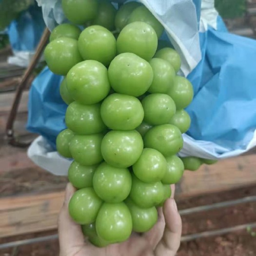 宾川县阳光玫瑰