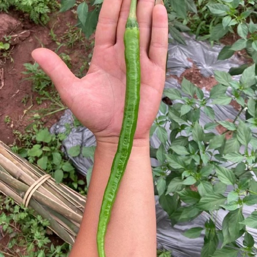 武胜县薄皮椒 基地直供二荆条，另有大量薄皮青椒