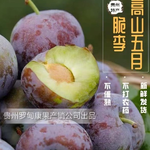 罗甸县 五月脆李大量上市