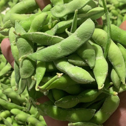 定远县冻毛豆  精品翠绿宝