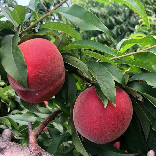 连云港永莲蜜桃 顾园蜜桃