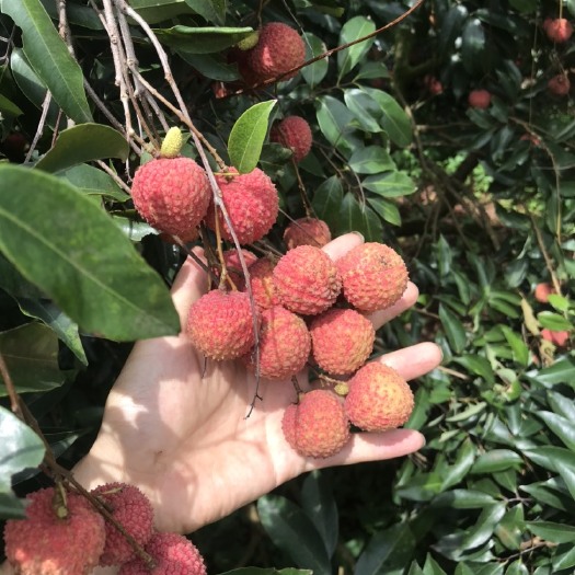 灵山县 桂味荔枝广西灵山
