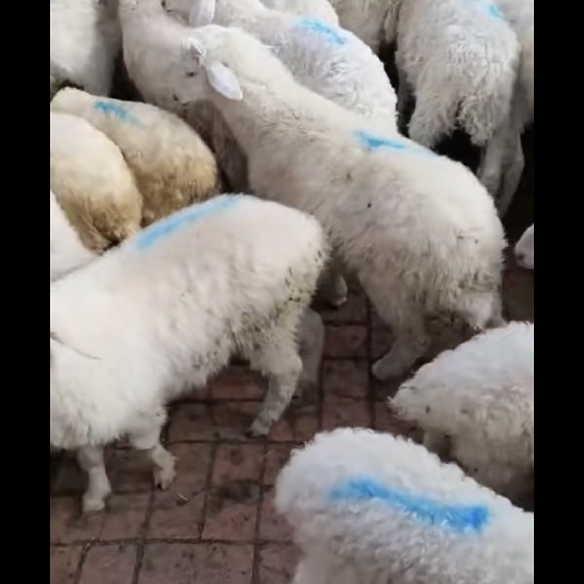 唐县绵羊  羊 肉羊130斤左右