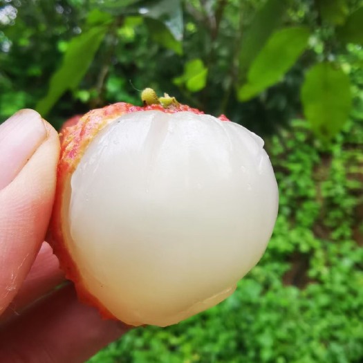 高州市桂味荔枝 广东茂名精品桂香荔枝顺丰包邮