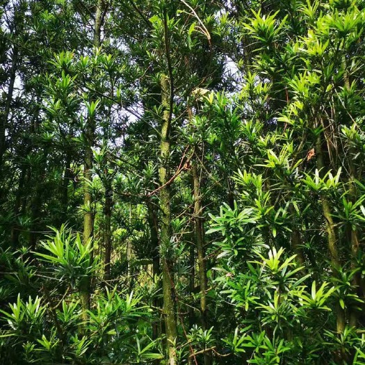 荔浦市罗汉松，小苗，千插苗，根须好，存活率高。。。