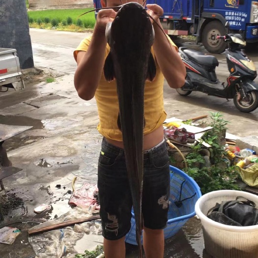 玉林胡子鲶 塘角鱼