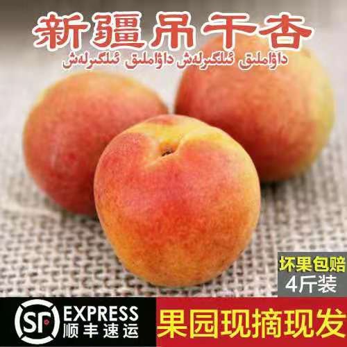 乌什县新疆四团吊干杏，小红杏