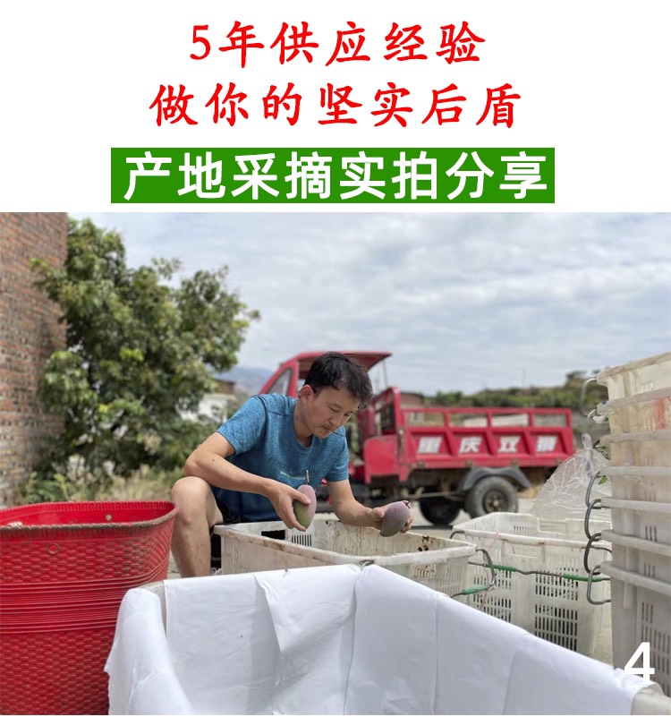 攀枝花芒果一件代发！实力供应！