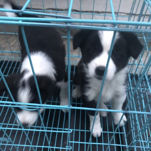 宿州边境牧羊犬！犬界聪明犬种！外观漂亮，自家养殖，价格