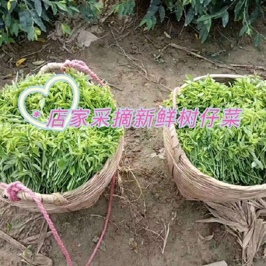 清远山野菜 树菜树仔菜新鲜野菜生鲜天绿香潮州汕头野菜海南野菜现