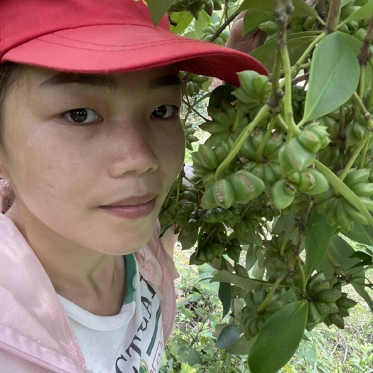 藤县八角树  广西藤县古龙纯正木王品种