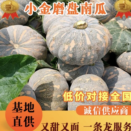 岳阳磨盘南瓜  湖南精品小金瓜，土南瓜，基地一手货源。