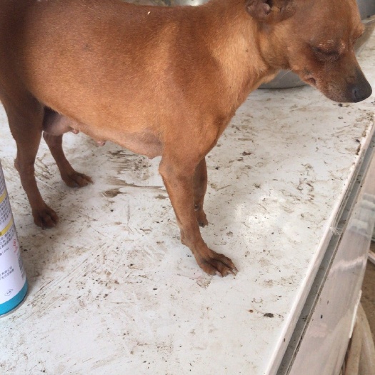 宿州鹿犬，小型犬种，聪明伶俐，活波可爱！跟踪服务，