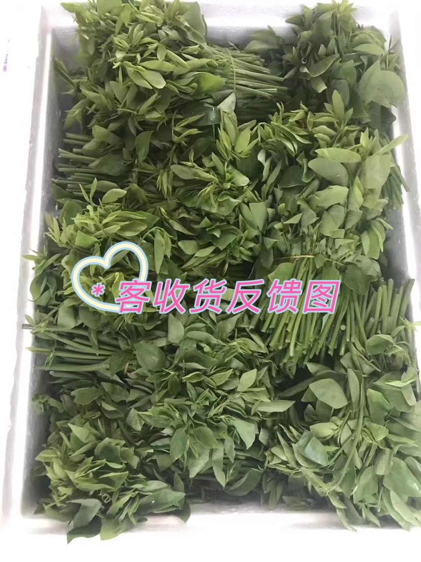 山野菜 树菜树仔菜新鲜野菜生鲜天绿香潮州汕头野菜海南野菜现