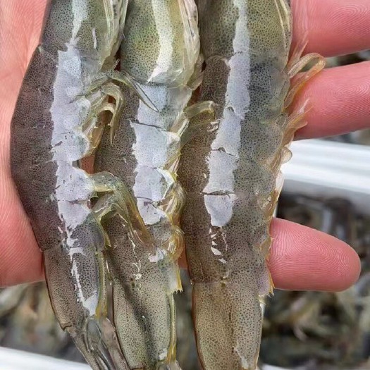 南美白对虾上市，大量供应 基地直供。