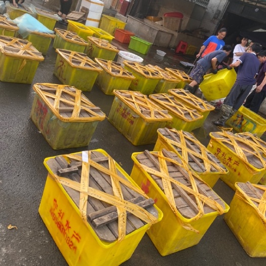 定远县安徽本地黄鳝苗