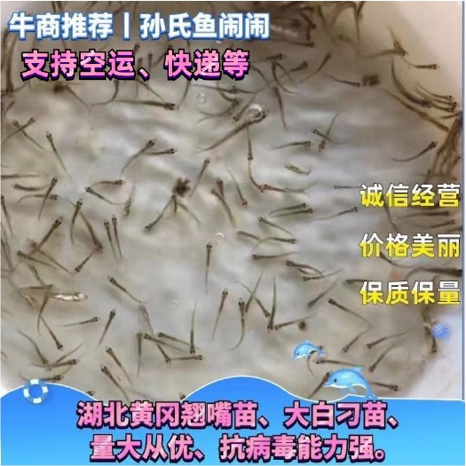 翘嘴白鱼苗  翘嘴、大白刁、抗病毒、拉网不跳、保质保量、价格美丽
