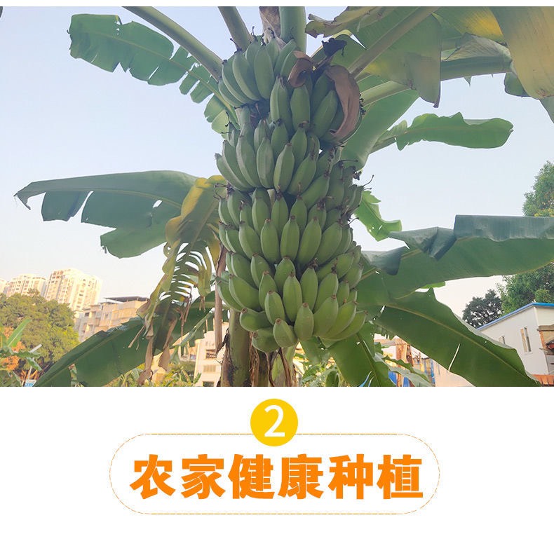 云南香蕉整箱当季水果新鲜包邮批发10斤/6斤自然熟大香蕉