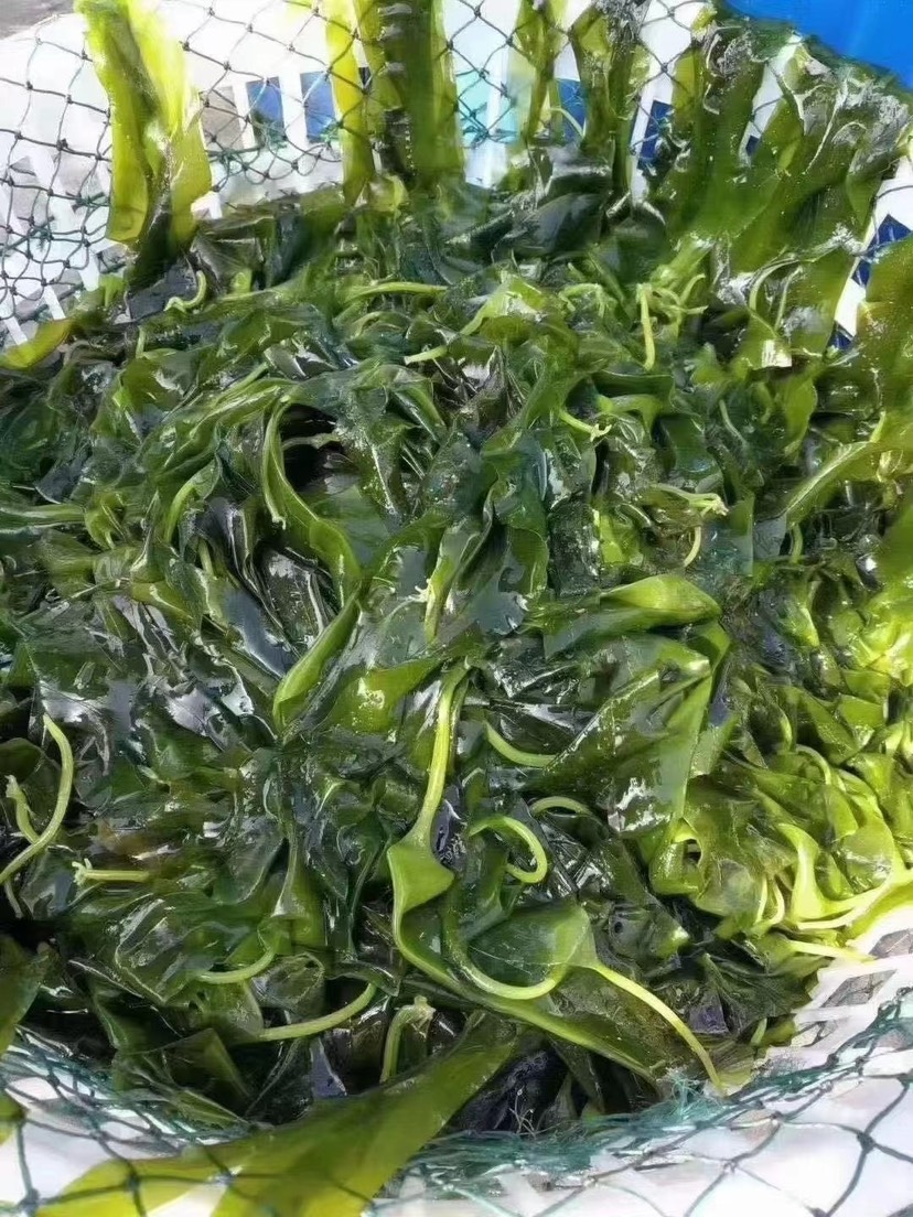 海带嫩苗鲜海带  海带苗，鲜嫩新鲜海白菜火锅食材即食裙带菜