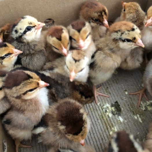衡阳K9鸡苗  麻黄k9鸡苗，厂价直销
