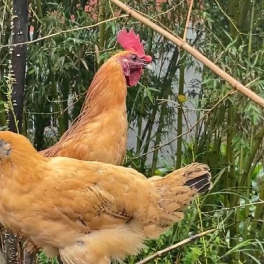 怀化1年自家土鸡 喂水稻长大 只零售 运费自理