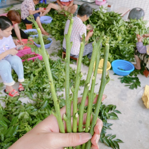 廉江市贵妃黄皮果苗  贵妃黄皮果嫁接枝条