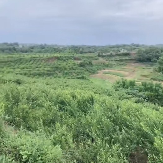 自贡 果园出租