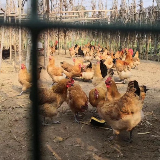 衡阳土鸡苗 ，瑶鸡苗大量孵化厂价直销