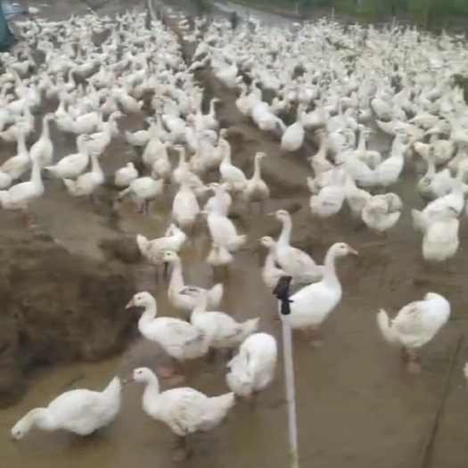 社旗县肉鹅大三花