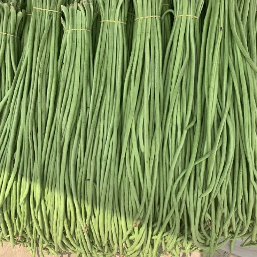 开封绿龙豆角  精品长豆角大量上市啦！欢迎新老客户前来采购合作