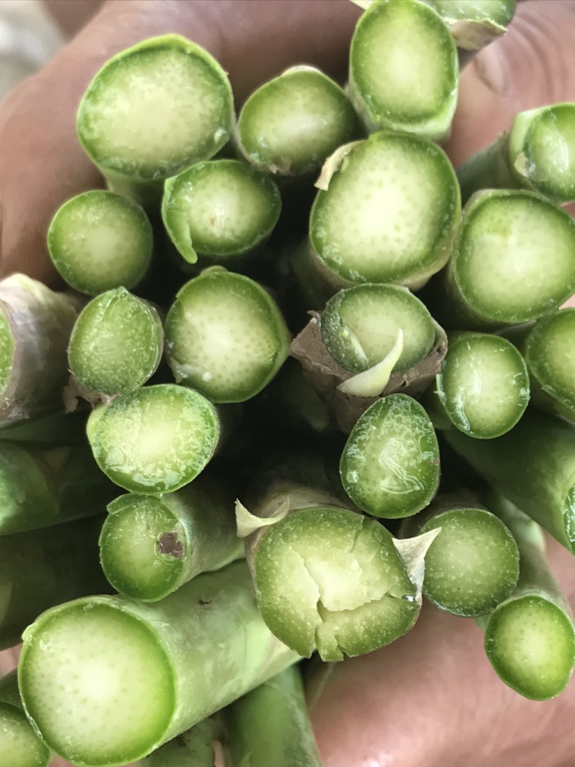 绿芦笋  基地种植，夏笋货源充足，保证质量，保证新鲜，交通便利。