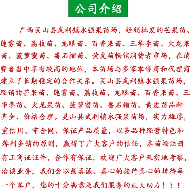 番石榴苗 供应果苗番石榴苗珍珠番石榴苗芭乐苗西瓜芭乐苗