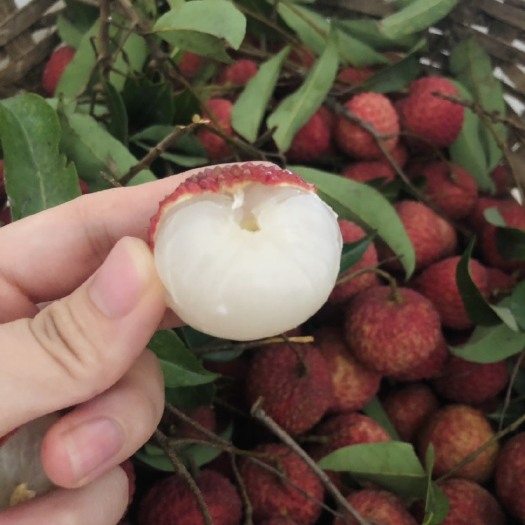 博罗县荔枝 桂味