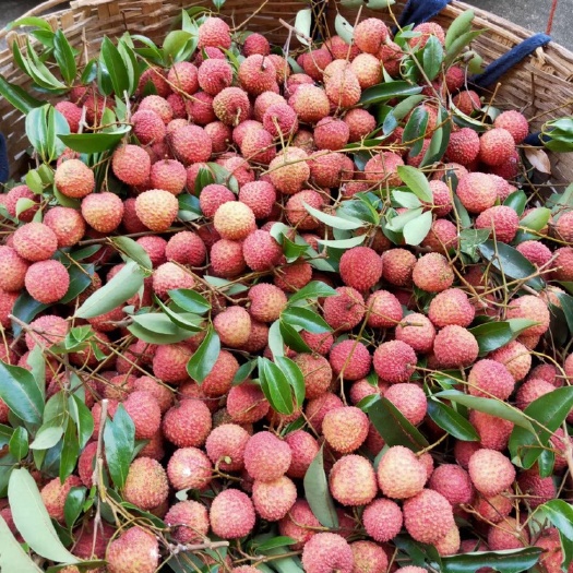 桂平市桂味荔枝 桂平沙坡六湾桂味