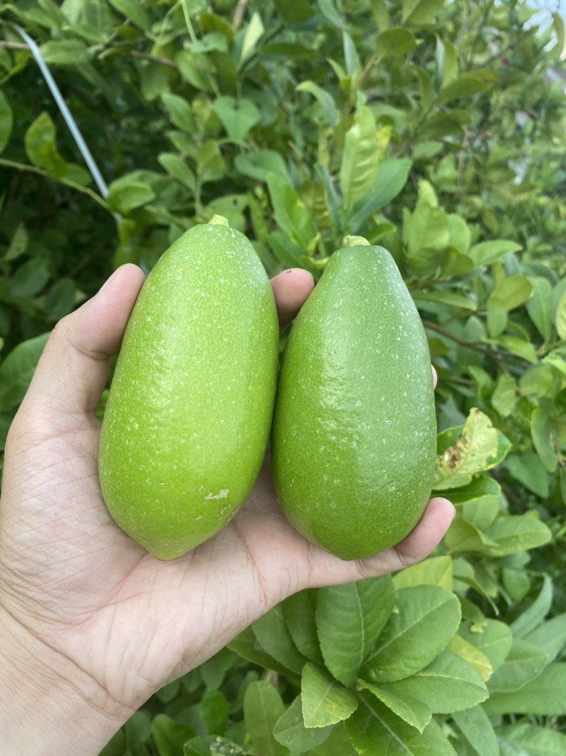 台湾香水柠檬