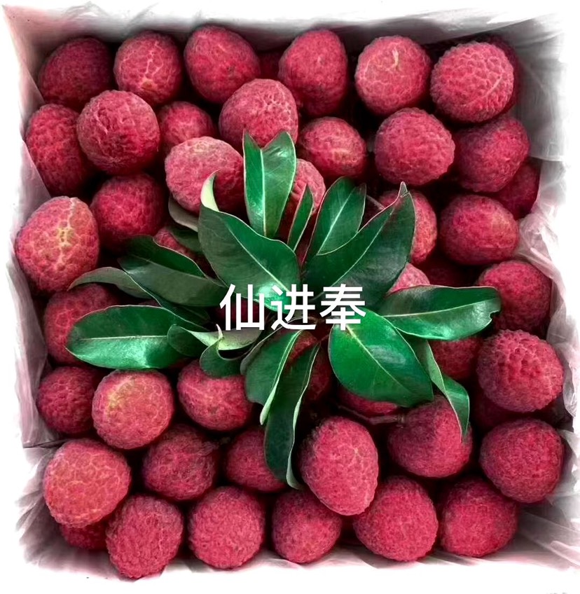 广州 仙进奉荔枝仙进奉是优良品种 丰产 稳产 少裂果