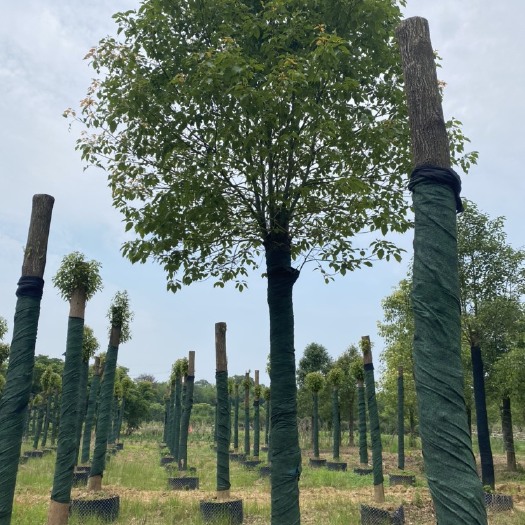 益阳小叶樟 容器截杆假植发帽香樟小叶16~18公分
