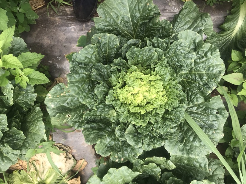 青麻葉大白菜 青麻葉