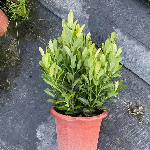 佛山 小叶龙船花