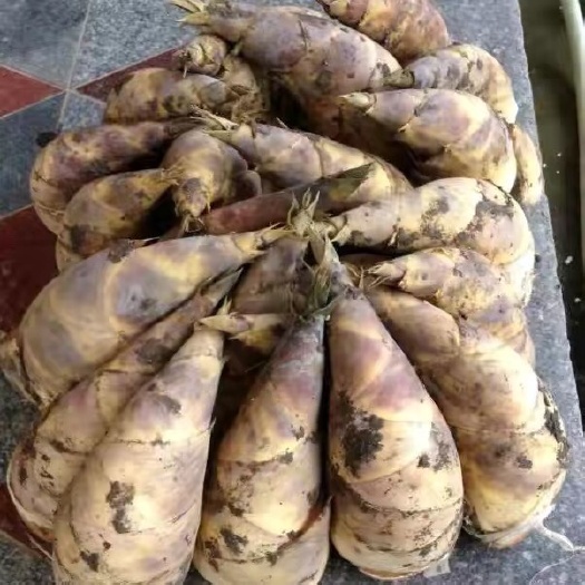 漳州 马蹄笋走量价钱可议