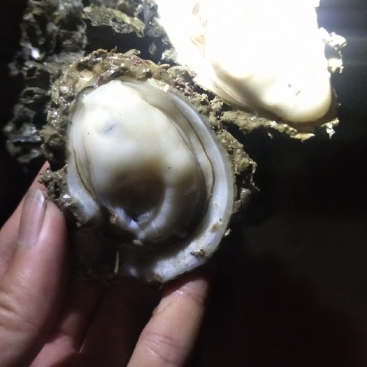 湛江三倍体生蚝  湛江三倍体，脆口，口感甜湛江生蚝牡蛎，台山生蚝三倍体