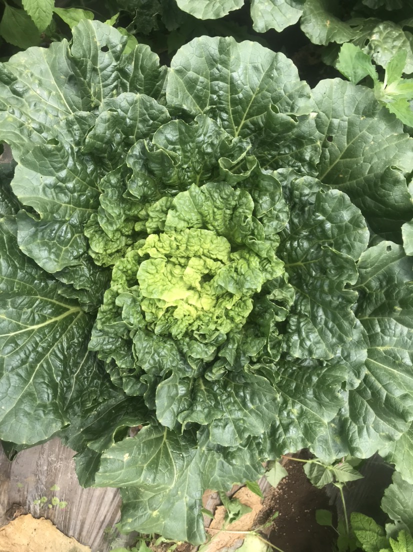 青麻葉大白菜 青麻葉